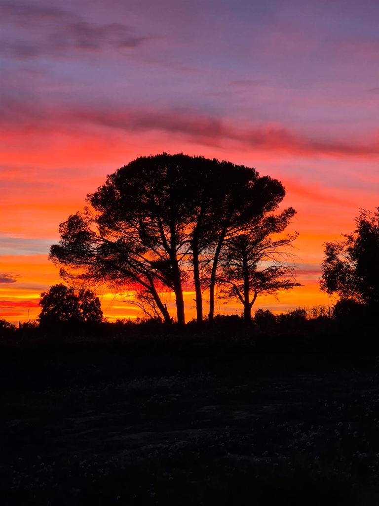 Saint Paul le Marseillais vakantie frankrijk pijnbomen zonsondergang