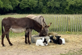 Beestachtig samen