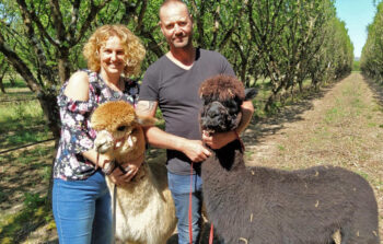 Don giet wandeling alpacas - domaine Ramonjavel
